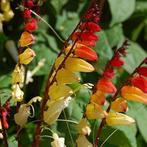 Klimplant Spaanse Vlag (Mina lobata) stekjes, Ophalen, Volle zon, Eenjarig, Klimplanten