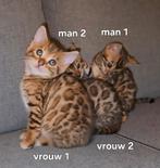 Bengaalse kittens met stamboom, Dieren en Toebehoren, Katten en Kittens | Raskatten | Korthaar, Meerdere dieren, Gechipt, 0 tot 2 jaar