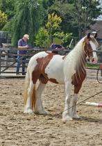 Prachtige 3-jarige Irish Cob merrie – uit topafstamming, Dieren en Toebehoren, Paarden, Merrie, Minder dan 160 cm, Gechipt, Dressuurpaard