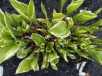 Hosta goed beworteld winterhard tuinplanten fruit kruide, Halfschaduw, Zomer, Overige soorten, Ophalen