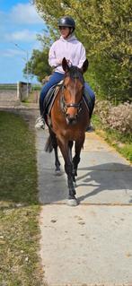 4jarige bloedmooie en enorme lieve merrie, Merrie, Gechipt, Niet van toepassing, 3 tot 6 jaar