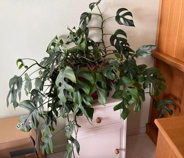 Grote mooie (hang)plant in een ronde rode pot beschikbaar voor biedingen
