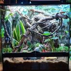 compleet bioactief terrarium, Dieren en Toebehoren, Overige soorten, Met terrarium, 0 tot 2 jaar