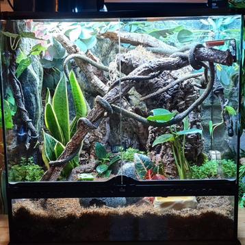 compleet bioactief terrarium beschikbaar voor biedingen
