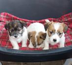 Ruwharige Jack Russell pups, Dieren en Toebehoren, België, Fokker | Hobbymatig, Jack Russell Terriër, Meerdere