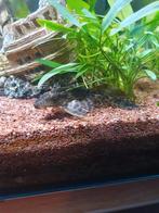 Mooie grote pleco algeneter., Dieren en Toebehoren, Vissen | Aquariumvissen, Vis