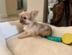Mini Maltipoo teefje te koop(deze hondje verhaart niet), Dieren en Toebehoren, België, Particulier, Rabiës (hondsdolheid), Overige rassen