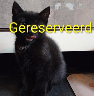 Nog 2 super lieve kittens beschikbaar voor biedingen