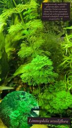 Limnophila sessiliflora (Aziatische veerplant) aquariumplant, Dieren en Toebehoren, Vissen | Aquaria en Toebehoren, Ophalen of Verzenden