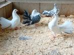 Mooie duiven, Dieren en Toebehoren, Geslacht onbekend, Overige soorten