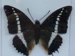 vlinder Charaxes Tiradades, Ophalen of Verzenden, Nieuw, Overige soorten, Opgezet dier