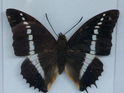 vlinder Charaxes Tiradades, Verzamelen, Dierenverzamelingen, Nieuw, Opgezet dier, Overige soorten, Ophalen of Verzenden