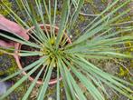 yucca rostrata tuin plant buiten, Tuin en Terras, Planten | Tuinplanten, Zomer, Overige soorten, Ophalen, Volle zon