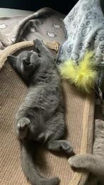 Adorable Purebred British Shorthair Kittens, Dieren en Toebehoren, Katten en Kittens | Raskatten | Korthaar, Kater, Met stamboom
