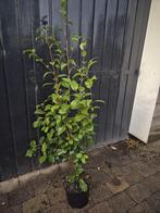 Camelia Spring Festival minimaal 120 cm hoog, Ophalen of Verzenden, Overige soorten, Struik, 100 tot 250 cm