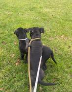 De laatste 2 prachtige pitbull pups! Mogen nest verlaten, 8 tot 15 weken, Meerdere, Meerdere dieren, Nederland