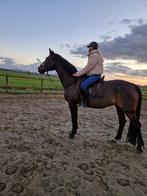 Bijrijder / verzorger aangeboben, Dieren en Toebehoren, Paarden en Pony's | Verzorgingsproducten, Ophalen, Zo goed als nieuw