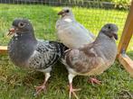 Jonge postduiven te koop jonge duiven piepers, Meerdere dieren, Postduif