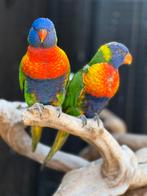 Lori van de blauwe bergen, Meerdere dieren, Papegaai, Tam