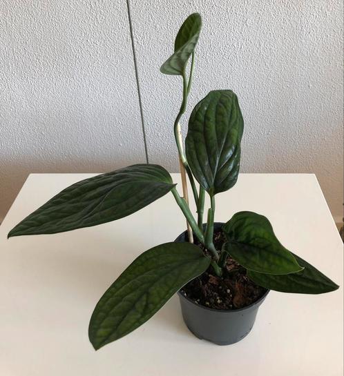Epipremnum Pinnatum ‘ Marble Planet’ hang/ klimplant., Huis en Inrichting, Kamerplanten, Overige soorten, Minder dan 100 cm, Groene kamerplant