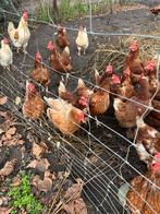 Legkippen 5 stuks. 2 jaar oud - slacht kippen, Dieren en Toebehoren, Pluimvee, Vrouwelijk, Kip