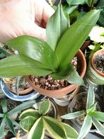 Kleinblijvende Sanseveria of Sansevieria in terracotta pot, Ophalen, Overige soorten, Minder dan 100 cm