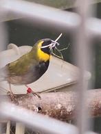 Cubavinken, Dieren en Toebehoren, Vogels | Overige Vogels, Meerdere dieren, Tropenvogel, Geringd