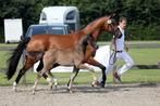 Lieve, betrouwbare, drachtige fokmerrie (Charmeur x Vivaldi), Dieren en Toebehoren, Merrie