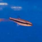 Notropis lutipinnis, Dieren en Toebehoren, Vissen | Aquariumvissen, Vis