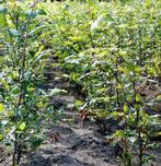 Groene beuk haagplanten - vers uit kwekerij, Ophalen of Verzenden, Overige soorten, Volle zon