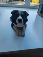Border collie, Ophalen of Verzenden, Nieuw