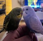 Grasparkietjes, Dieren en Toebehoren, Meerdere dieren, Parkiet