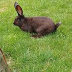 Flaamse reus ram, Mannelijk, Groot, 0 tot 2 jaar