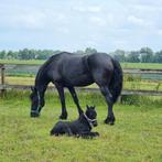 Stalhulp, Dieren en Toebehoren, Paarden, Minder dan 160 cm, 0 tot 2 jaar