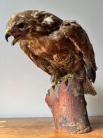 Taxidermie opgezette Buizerd vintage geprepareerde vogel, Ophalen of Verzenden, Gebruikt, Vogel, Opgezet dier