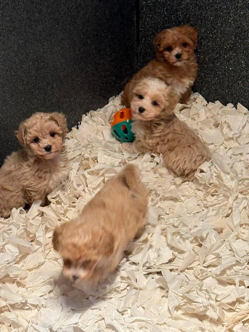 Bijzonder knappe mini Doodle ( Maltipoo ) pups! Div.Kleuren, Dieren en Toebehoren, Honden | Chihuahua's en Gezelschapshonden, Meerdere dieren