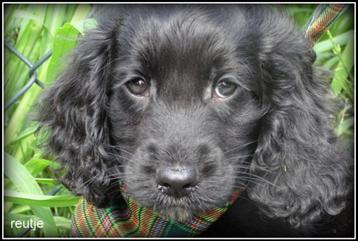 Cockapoo pups beschikbaar voor biedingen