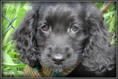Cockapoo pups, Dieren en Toebehoren, Honden | Chihuahua's en Gezelschapshonden, Meerdere dieren, Overige rassen, Fokker | Professioneel