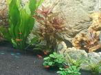 Gezocht aquarium plantjes, Dieren en Toebehoren, Vissen | Aquaria en Toebehoren, Ophalen of Verzenden, Zo goed als nieuw, Plant(en), Steen of Hout