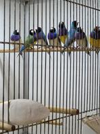 Te koop namens goede vriend goulds, Dieren en Toebehoren, Meerdere dieren