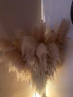 Mooie grote volle pampas pluimen, Ophalen, Zo goed als nieuw