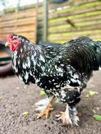 Brahma haan, Dieren en Toebehoren, Pluimvee, Mannelijk, Kip