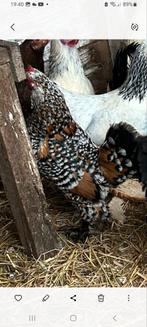 Sabelpoot hennetje + haantje, Vrouwelijk, Kip