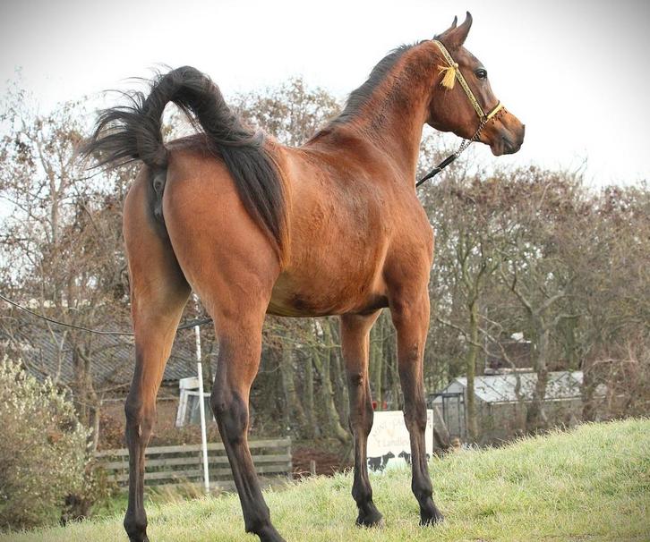 Arabische volbloed, Dieren en Toebehoren, Paarden en Pony's | Dekhengsten en Fokmerries, Merrie