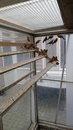 Groenlingen, Meerdere dieren