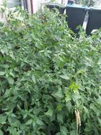 hennepnetel, Volle zon, Vaste plant, Zomer, Ophalen