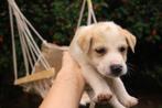 Puppies in nood!, Dieren en Toebehoren, Honden | Niet-rashonden, Particulier, Rabiës (hondsdolheid), 8 tot 15 weken, Meerdere dieren