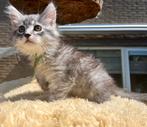 Meest prachtige lieve Siberische kittens, Meerdere dieren, Gechipt, 0 tot 2 jaar