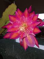 epiphyllum cactus draculas saterday event gewortelde stekken, Minder dan 100 cm, Bloeiende kamerplant, Halfschaduw, Ophalen of Verzenden