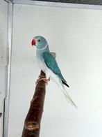 Halsbandparkiet Bleekstaart Blauw split Opaline Man 2025, Dieren en Toebehoren, Vogels | Parkieten en Papegaaien, Mannelijk, Parkiet